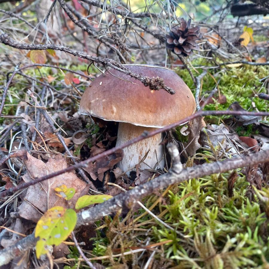 Ma Cabane Au Bord Du Lac 讷维克 外观 照片